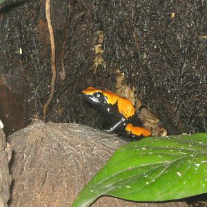 splash-back poison arrow frog (Dendrobates galactanotus)