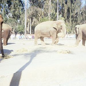 African and Asian elephants 1991