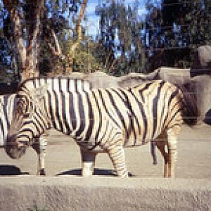 Plains zebras 1991