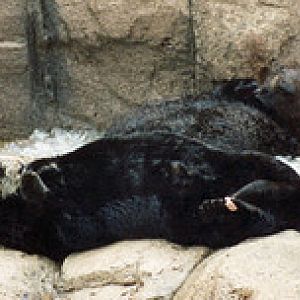 Sea otter 1995
