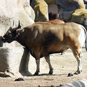 Burmese banteng 1995