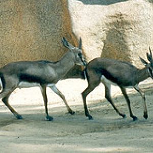 Cuviers gazelles 1995