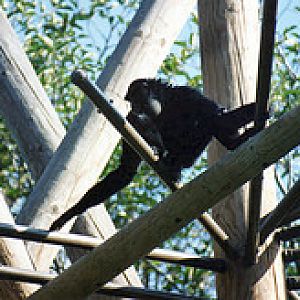Red cheeked gibbon 1995