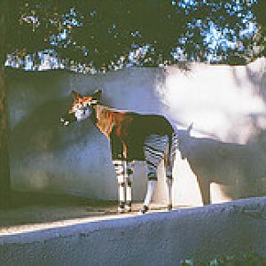 Okapi 1964