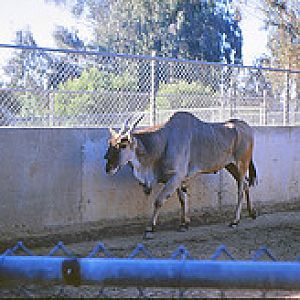 Common eland 1964