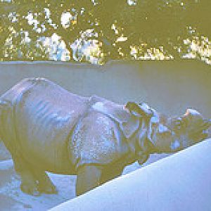 Indian rhino 1964