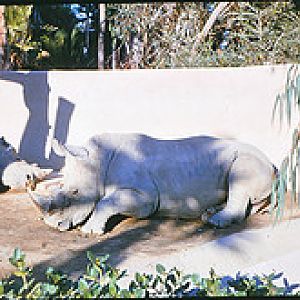 White rhino 1964