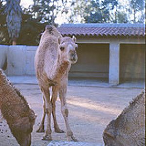 Dromedary camels 1964