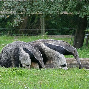 Giant anteaters