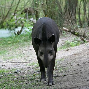 Lowland tapir