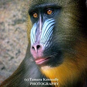 Mandrill