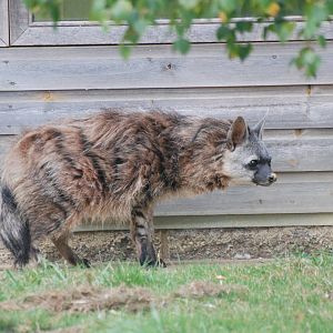 Aardwolf at Hamerton, 08/10/11