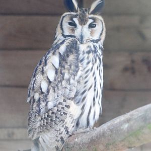 Striped Owl at Hamerton, 08/10/11