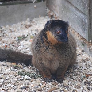 Collared Lemur at Hamerton, 08/10/11