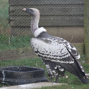 Rueppel's Griffon Vulture at Hamerton, 08/10/11