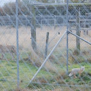 Big Carnivore, Little Carnivore at Hamerton, 08/10/11