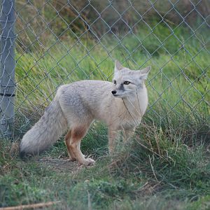 Corsac Fox at Hamerton, 08/10/11