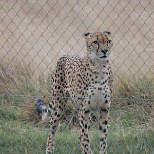 South African Cheetah at Hamerton, 08/10/11