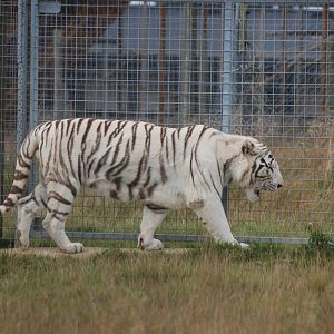 White Tiger at Hamerton, 08/10/11