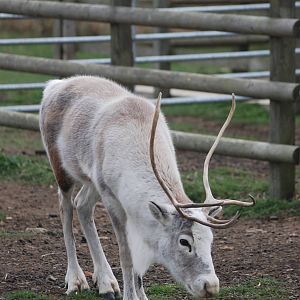 Reindeer at Hamerton, 08/10/11