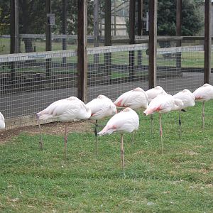 Greater Flamingos at Hamerton, 08/10/11