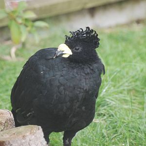 Yellow-knobbed Curassow at Hamerton, 08/10/11