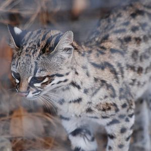 Oncilla at Hamerton, 08/10/11
