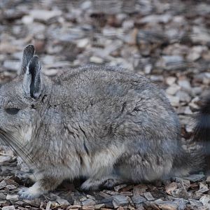 Northern Mountain Viscacha at Hamerton, 08/10/11