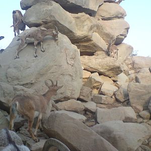 persian bezoar ibex exhibit