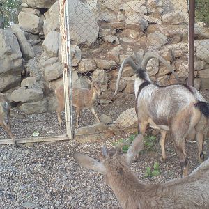 persian bezoar ibex exhibit