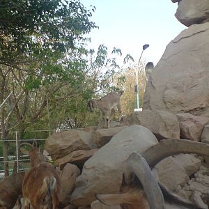 persian bezoar ibex exhibit
