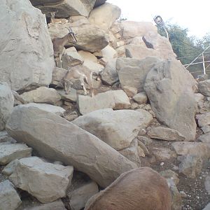 persian bezoar ibex exhibit