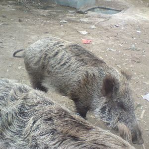 wild boar