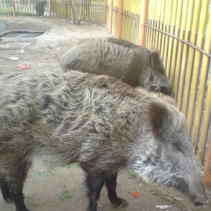 wild boar