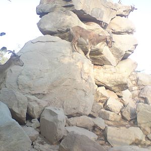 persian bezoar ibex exhibit