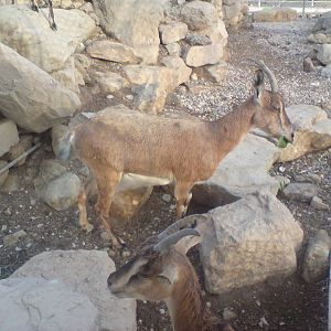 persian bezoar ibex