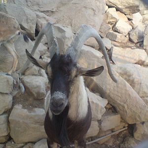 persian bezoar ibex
