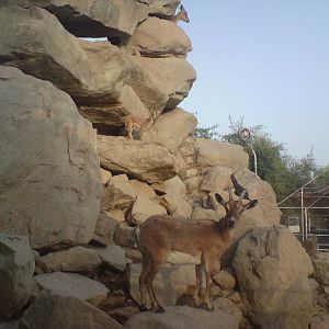 persian bezoar ibex exhibit