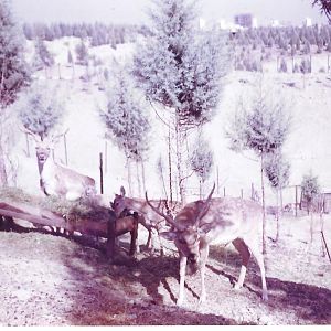 persian fallow deer -pardisan park3