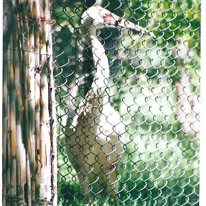 Siberian Crane-pardisan park
