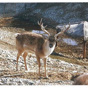 persian fallow deer -pardisan park2