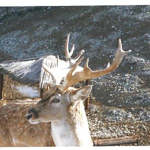 persian fallow deer -pardisan park1