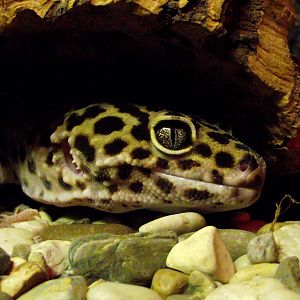 Leopard Gecko.