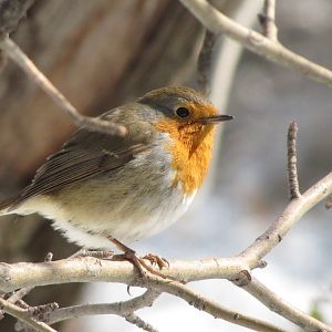 (European robin)iran-tehran