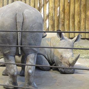 Bronx zoo white rhino