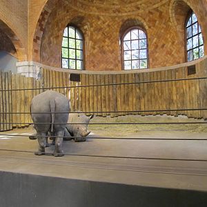 Bronx zoo white rhino