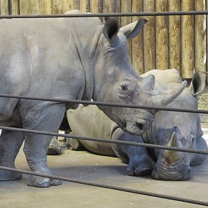 Bronx zoo white rhino