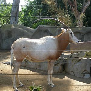 scimitar horned 2005