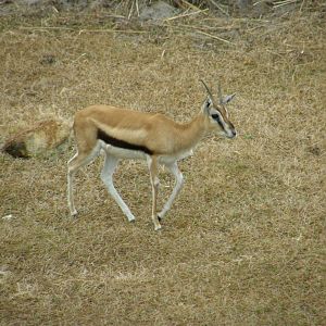 thompsons gazelle