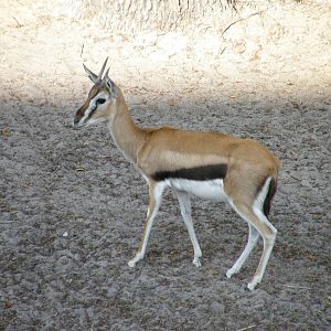 thompsons gazelle